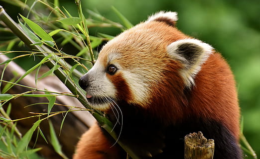 red panda holding bamboo plant, bear cat, fire fox, ailurus fulgens HD wallpaper