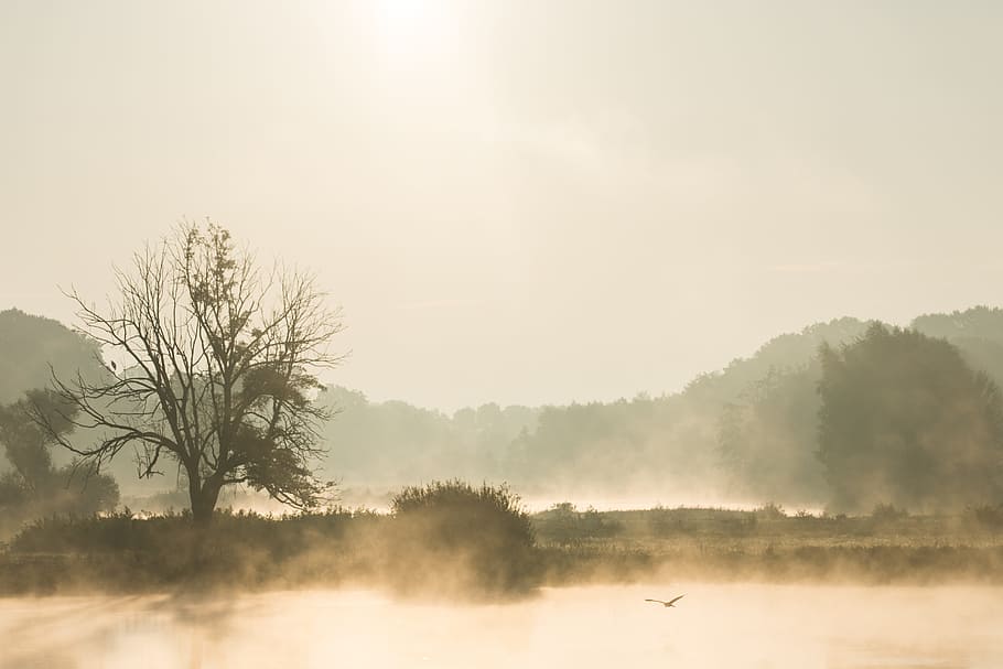 landscape photo of soaring bird near tree surrounded by mist HD wallpaper