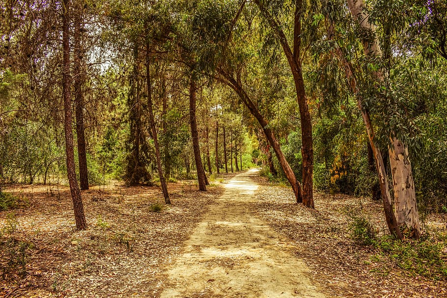forest, park, trees, nature, landscape, scenery, wood, spring HD wallpaper