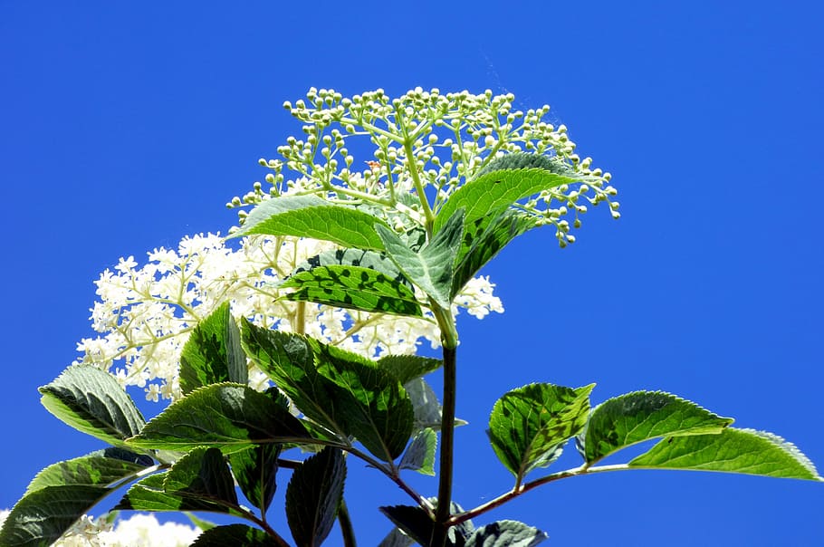 flowers, shrub, sky, blue, nature, spring, flowering, flora HD wallpaper