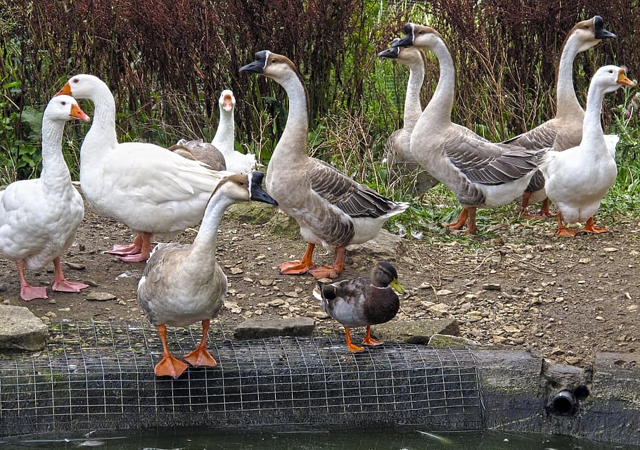 goose, geese, duck, thread, mess, poultry, geflügelhof, farm HD wallpaper