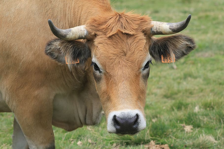 cow, field, nature, meadows, prairie, spring, animal, cattle HD wallpaper