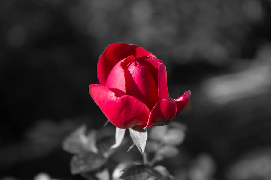 rose, flower, red, nature, color key, black and white, flowering plant HD wallpaper