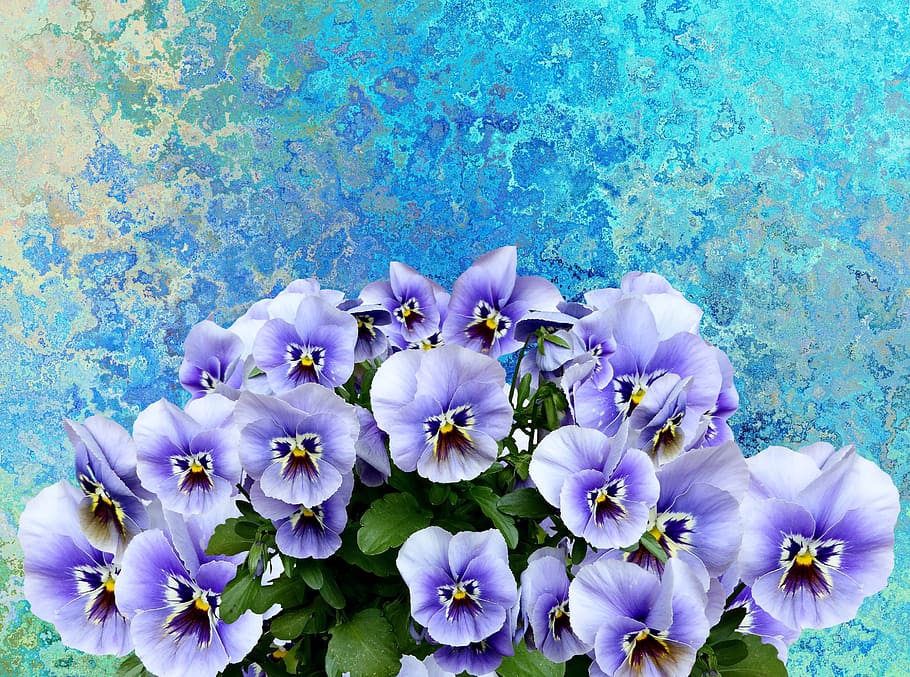 pansy, spring, nature, purple, spring flower, violaceae, blossom HD wallpaper