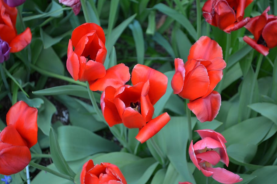 flowers, red, garden, flowering plant, petal, beauty in nature HD wallpaper