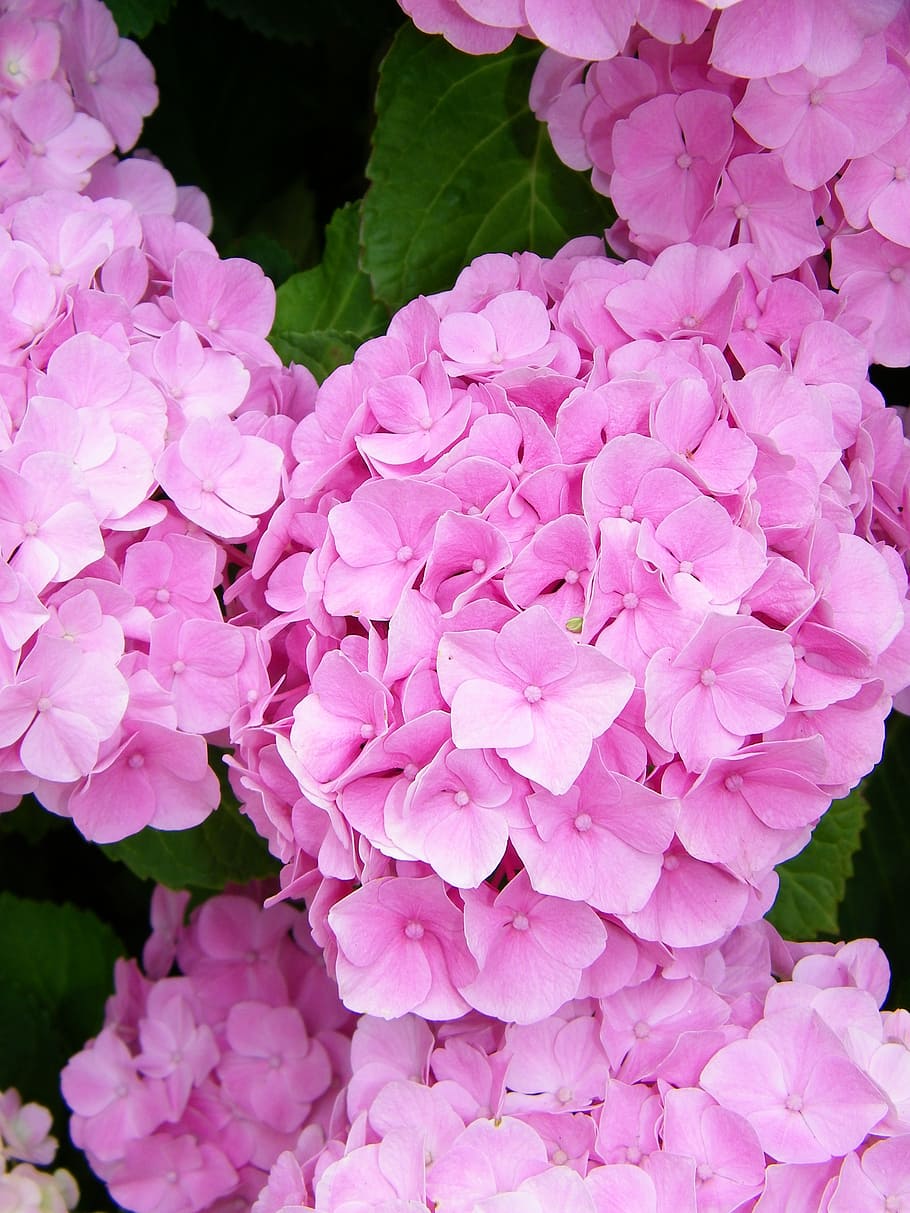 flowers, hydrangea, pink, flowering plant, pink color, vulnerability HD wallpaper