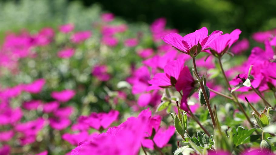 flowers, colorful, pink, spring, summer, nature, animal, meadow HD wallpaper