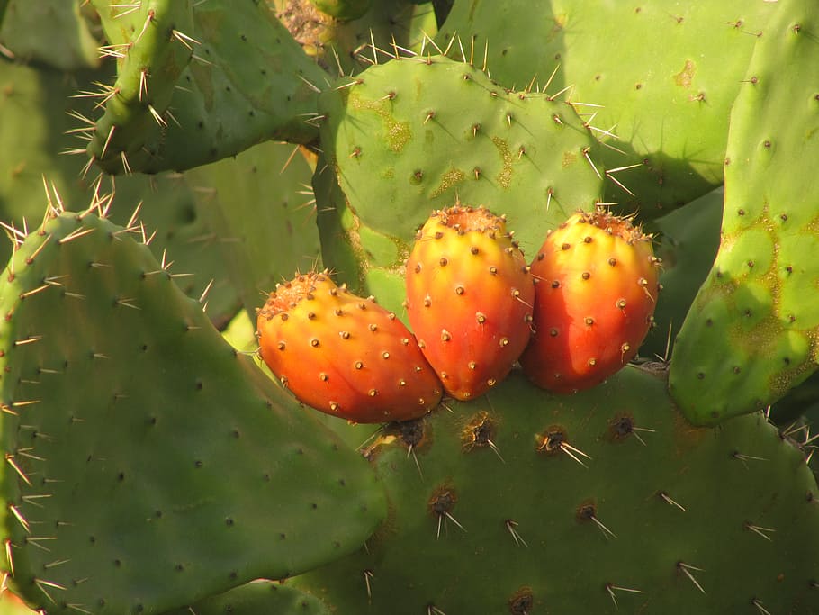 prickly pear, cactus, fruit, sardinia, succulent plant, prickly pear cactus HD wallpaper