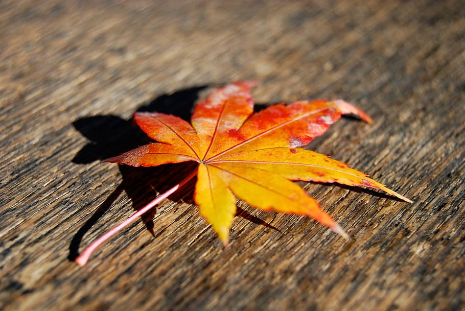 leaf, fall, autumn, fall leaves, season, orange, nature, red HD wallpaper