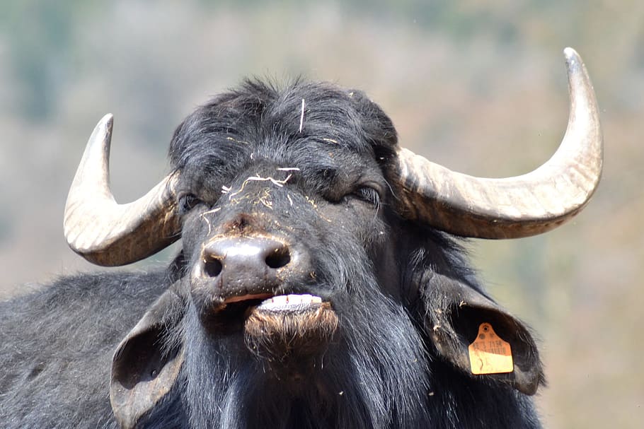 Buffalo, Zoo, graseter, animal, nature, wildlife, animals In The Wild HD wallpaper
