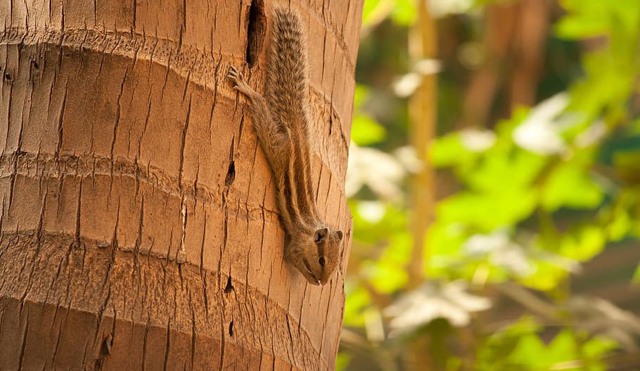 squirrel, palm tree, climbing, rodent, animal, cute, down, nature HD wallpaper