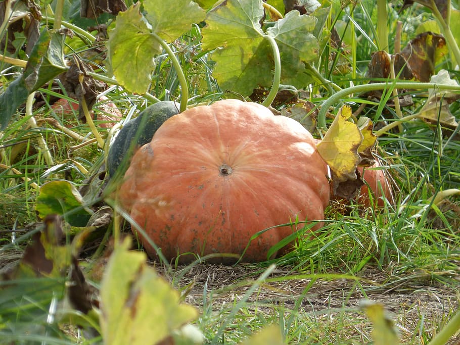 pumpkin, fall, thanksgiving, plant, field, food, food and drink HD wallpaper