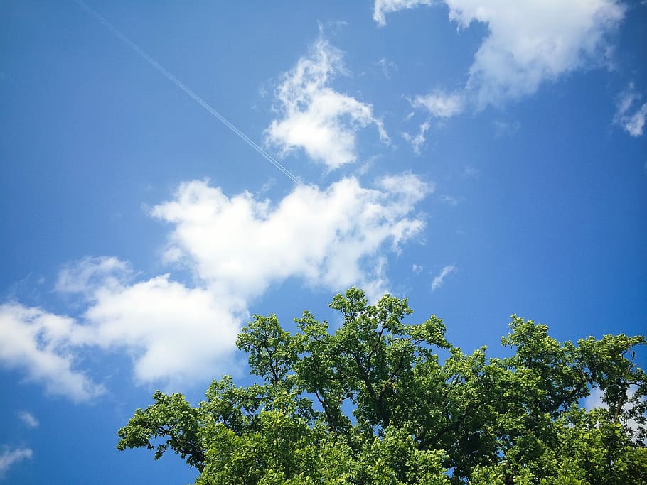 Clouds with Tree, nature, plane, sky, blue, summer, outdoors HD wallpaper