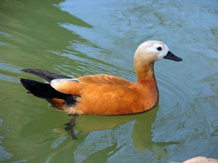 HD wallpaper: duck, lake, water, orange, swim, feathered, winged, beak ...