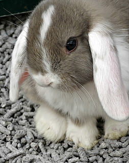 gray and white rabbit on gray gravel, animal, cute, small, bunny HD wallpaper