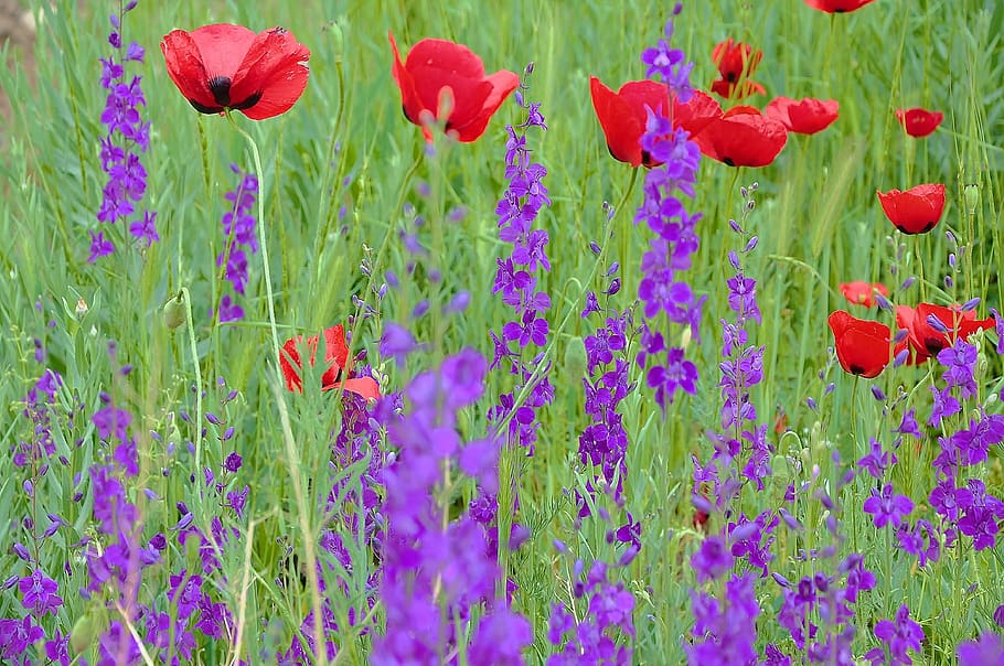 flower, spring, spring flowers, flowering plant, fragility HD wallpaper