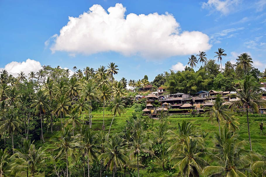 bali, indonesia, travel, ubud, rice terraces, rice fields, landscape, HD wallpaper