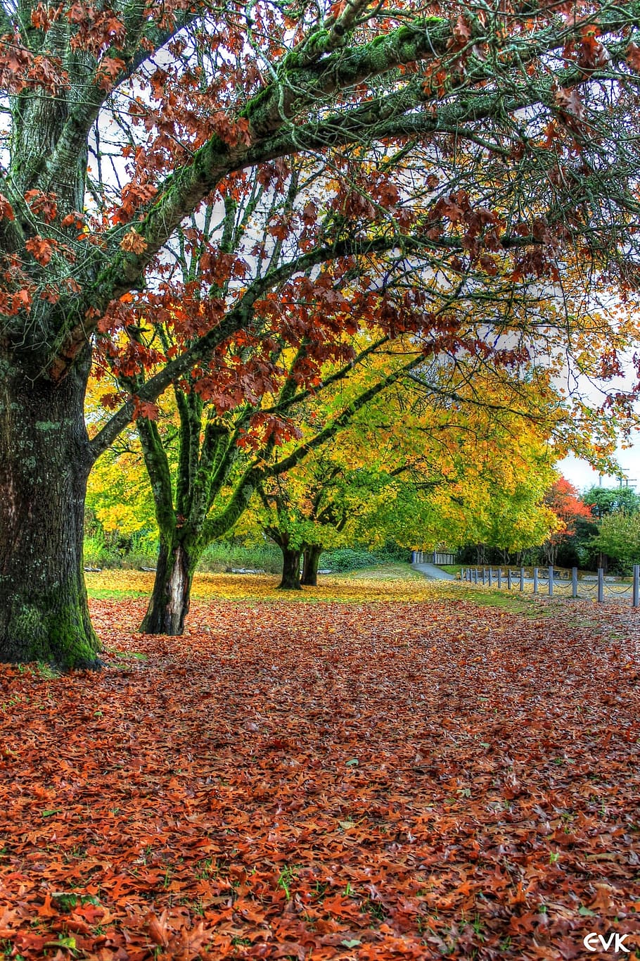 trees, leaves, autumn, fall, nature, season, outdoors, change HD wallpaper
