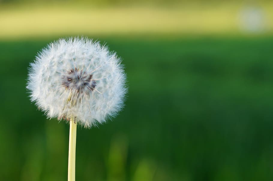 dandelion, flower, nature, spring, field, macro, seeds, white HD wallpaper