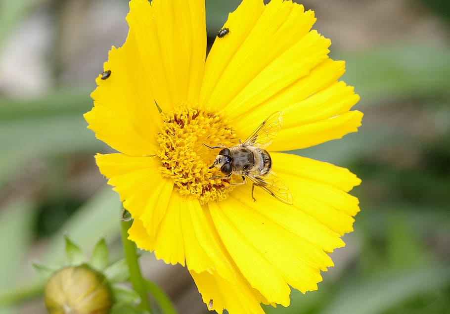 mucha, camouflage, bee, macro, appearance, upodobnienie, for people HD wallpaper