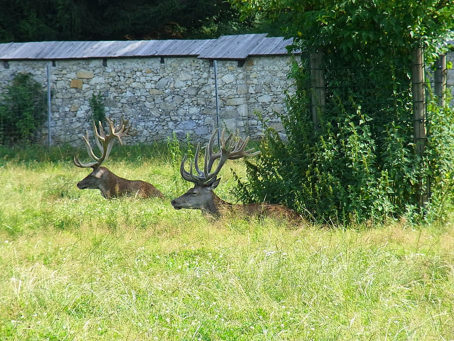 hirsch, deer, roe deer, forest, antler, fallow deer, animal HD wallpaper