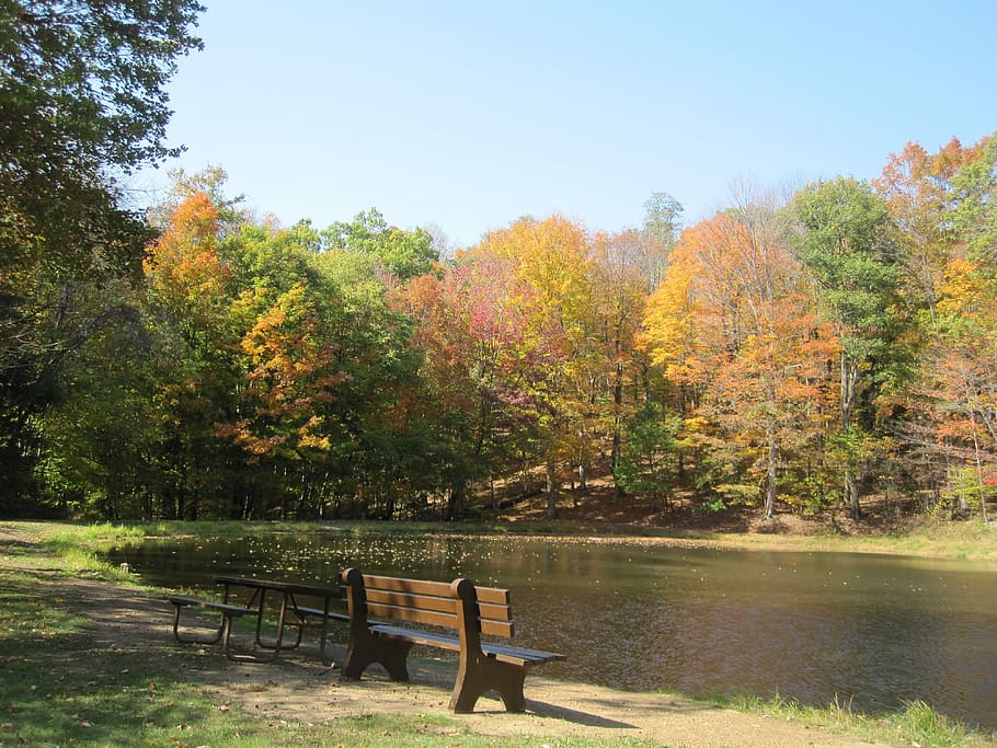 Fall, Trees, Autumn, Forest, Nature, season, leaf, landscape HD wallpaper