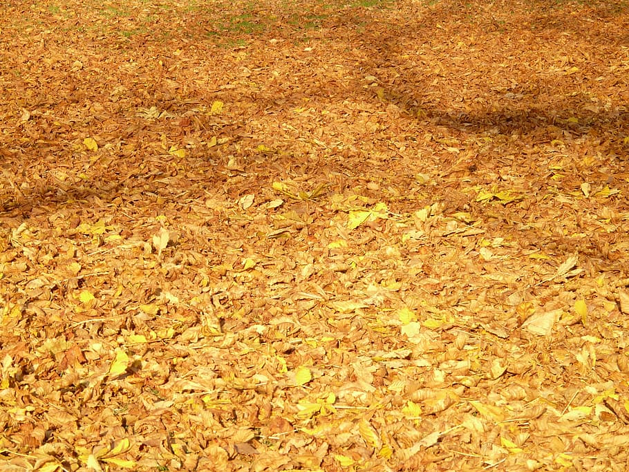 autumn, leaves, light, shadow, colorful, chestnut leaves, plant part HD wallpaper