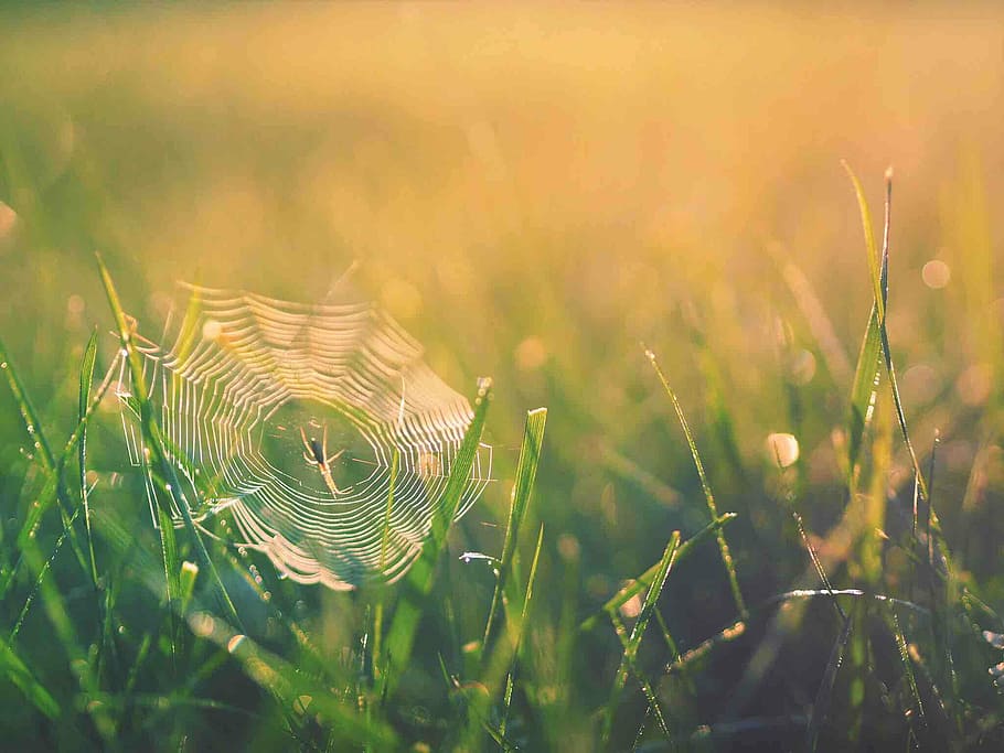 shallow focus photography of brown spider, spider on spider web near grass during daytime HD wallpaper