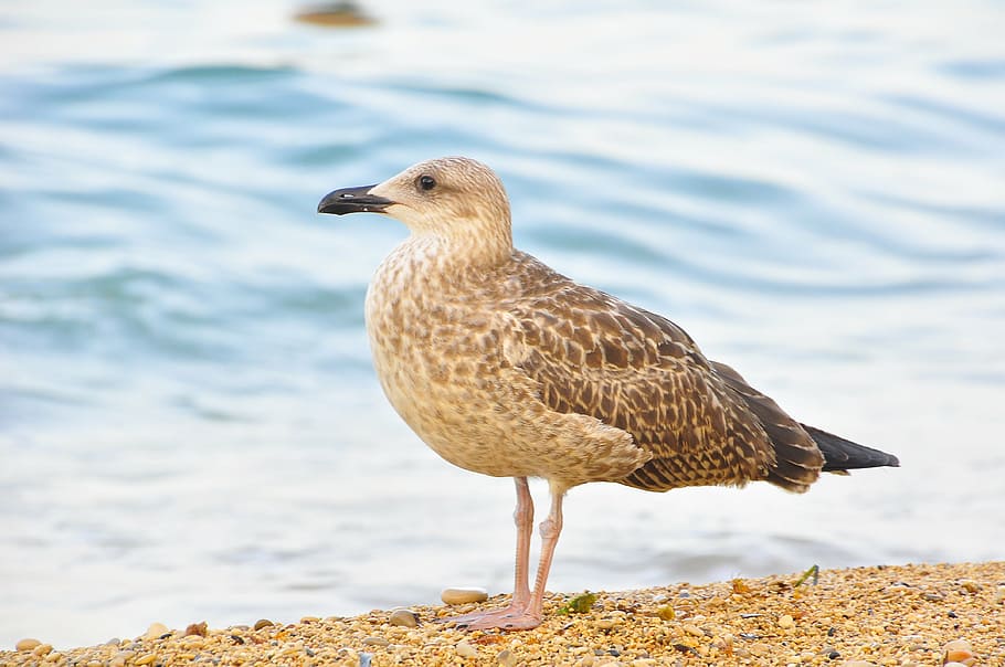 ave, sea, beach, seagull, nature, waves, edge of the sea, water bird HD wallpaper