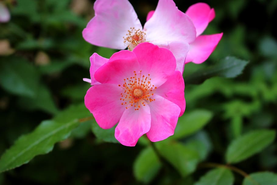 pink, flower, bush, flowering plant, fragility, freshness, petal HD wallpaper