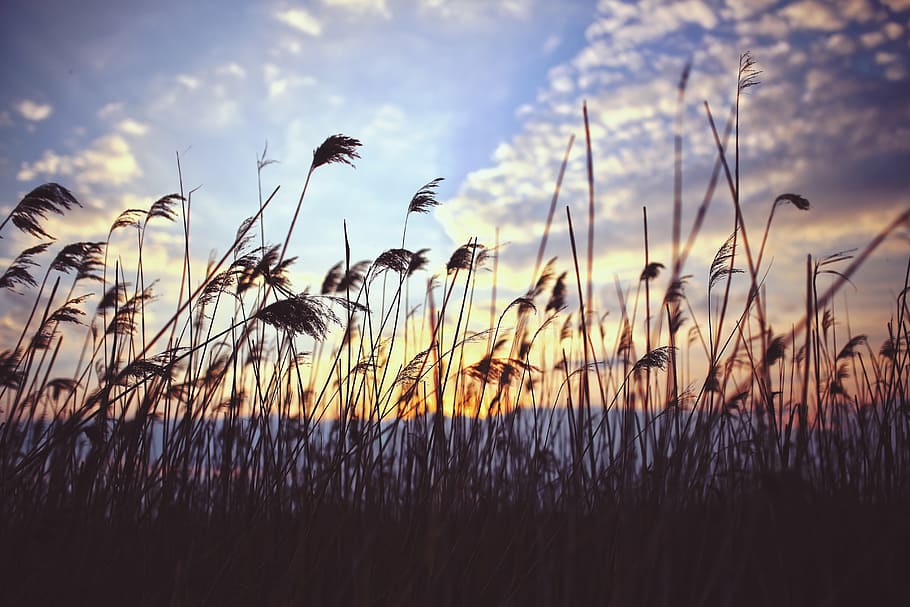 silhouette photo of grass field, phragmites, sunset, clouds HD wallpaper