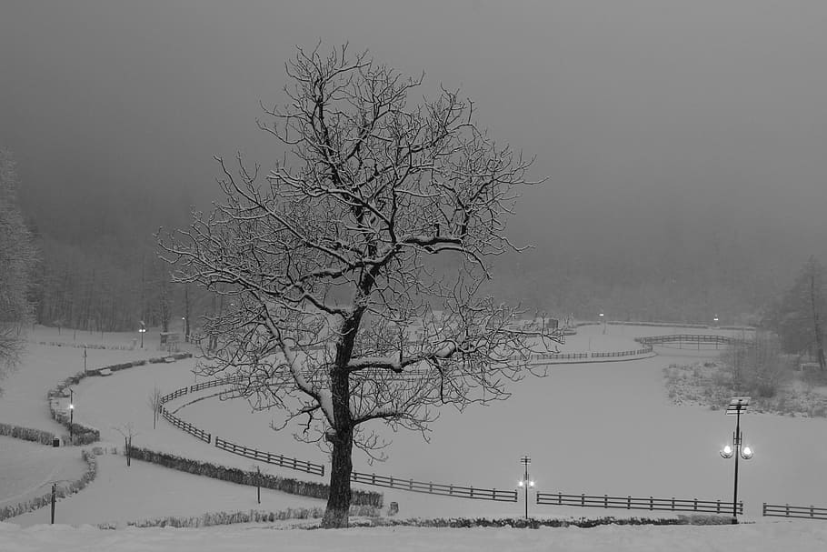 winter, tree, landscape, fog, snow, nature, cold, outdoors HD wallpaper