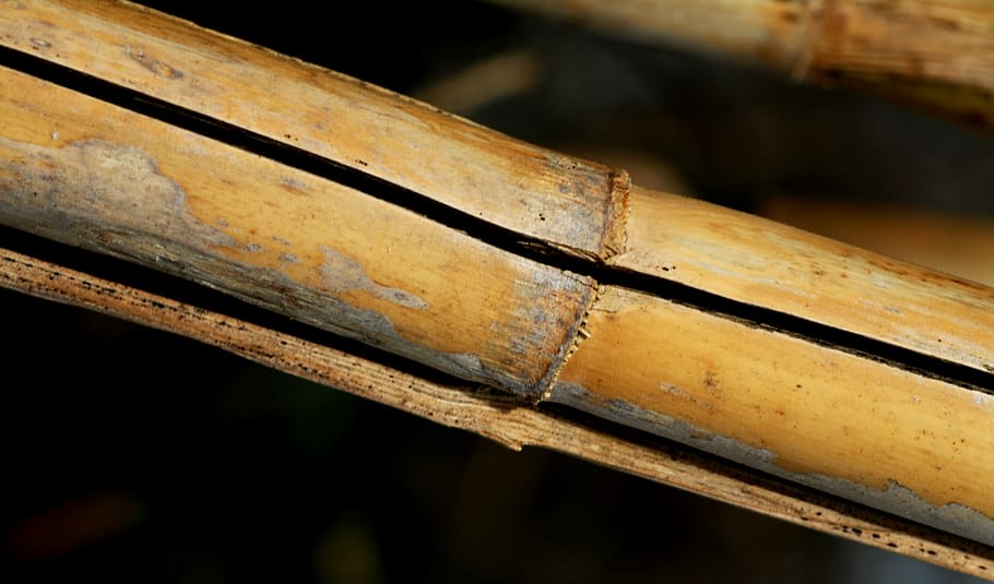 Cane, Nature, Stems, Cylindrical, Plants, stems cylindrical HD wallpaper