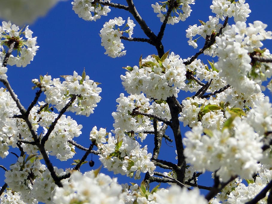cherry blossom, flowers, cherry tree, spring, white, pink, nature HD wallpaper