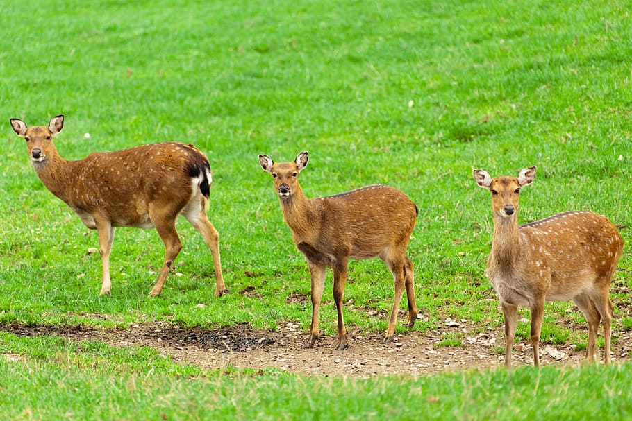Animal, Deers, Brown, Deer, Deer, Field, three, grass, green HD wallpaper