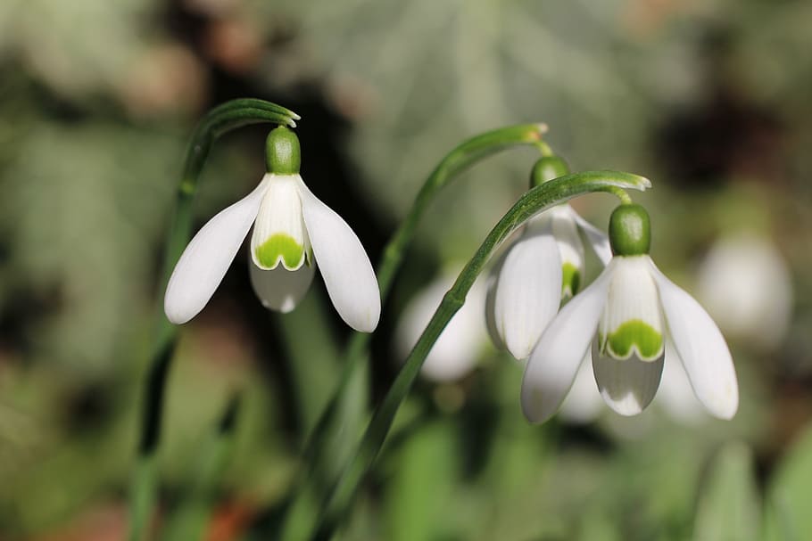 selective focus photography of three white-petaled flowers HD wallpaper