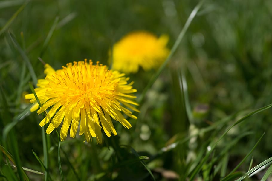 dandelion, yellow, grass, coltsfoot, spring, flower, flowering plant HD wallpaper