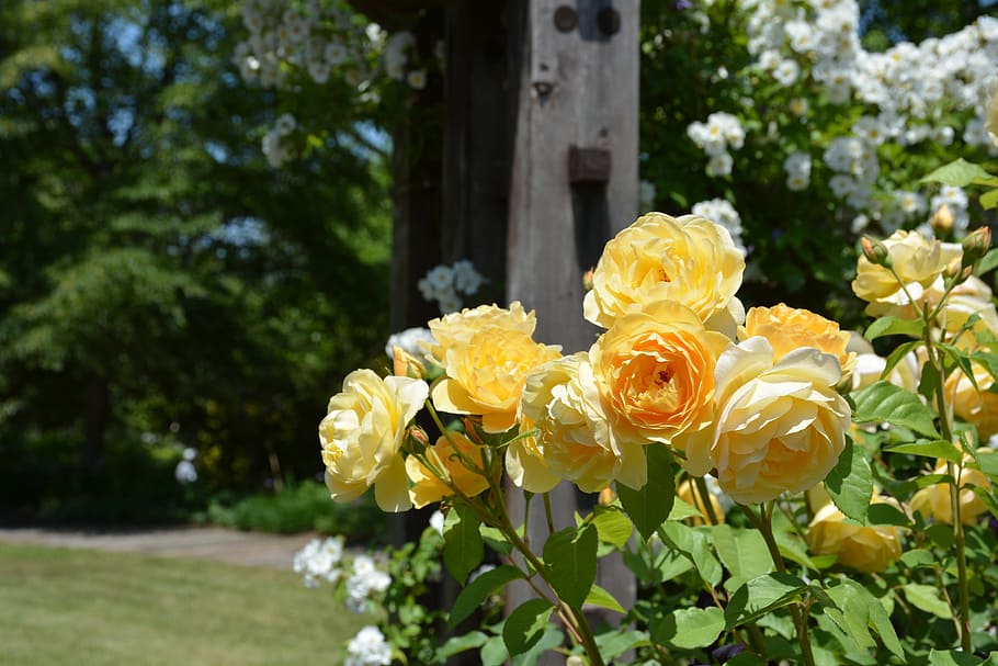 Rose, Yellow Roses, flower, nature, plant, rose - Flower, outdoors HD wallpaper