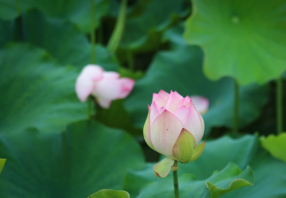 lotus, scenery, flower, flowering plant, pink color, freshness HD wallpaper