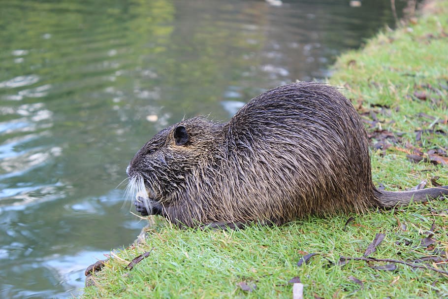 beaver, pond, animal, animal wildlife, animal themes, water HD wallpaper