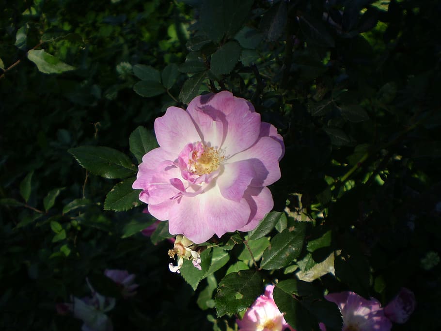 rosa, pink flower, penumbra, illuminated, plant, flowering plant, HD wallpaper