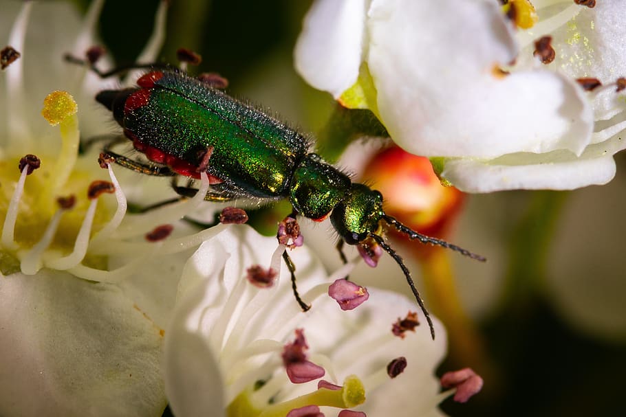 flower, nature, insect, beetle, flowering plant, animal themes HD wallpaper