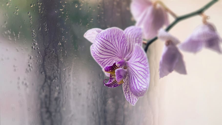 Orchid, Flower, Drops, purple, beauty in nature, growth, fragility HD wallpaper