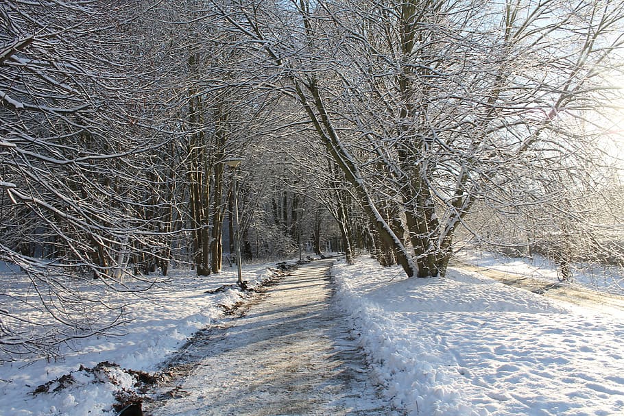 wintry, forest, winter, cold, snowy, winter magic, landscape HD wallpaper