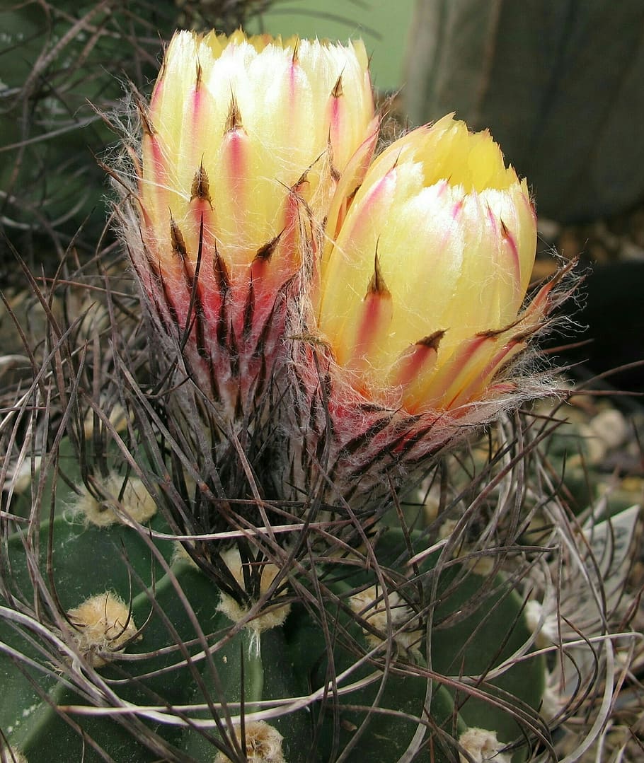 cacti, astrophytum, senile, nature, plant, close-up, flower HD wallpaper
