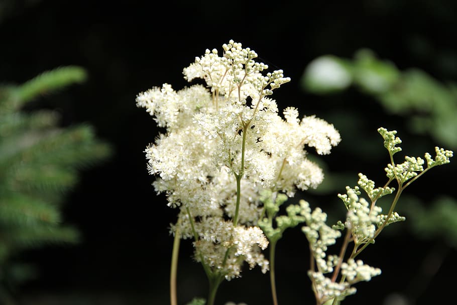 Medowsweet | 🔥HD wallpaper: meadowsweet, viking, flower, white, blossom, p