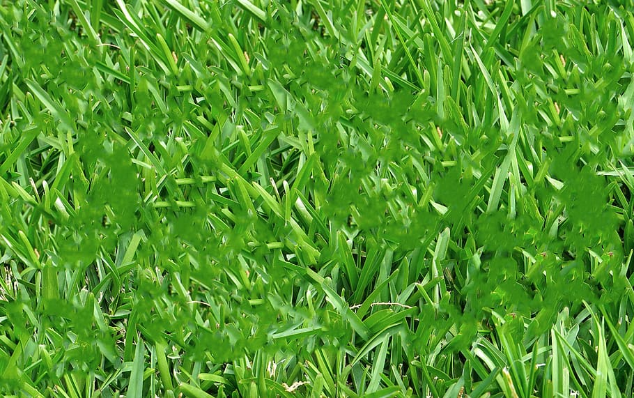 meadow, rush, grass, leaves, nature, green, backgrounds, green Color HD wallpaper