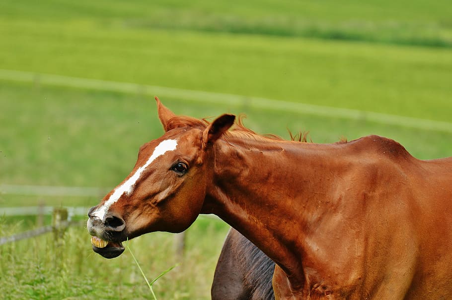 horse, coupling, stallion, eat, paddock, brown, meadow, pasture HD wallpaper