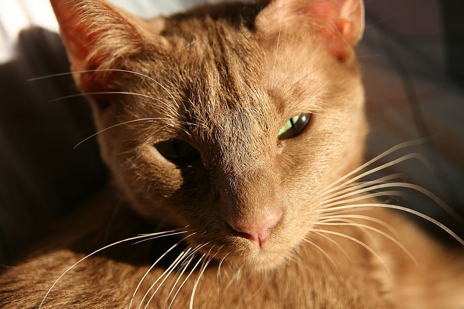 cat, sun, okh, oriental, cinnamon, lazy, evening light, cat face HD wallpaper