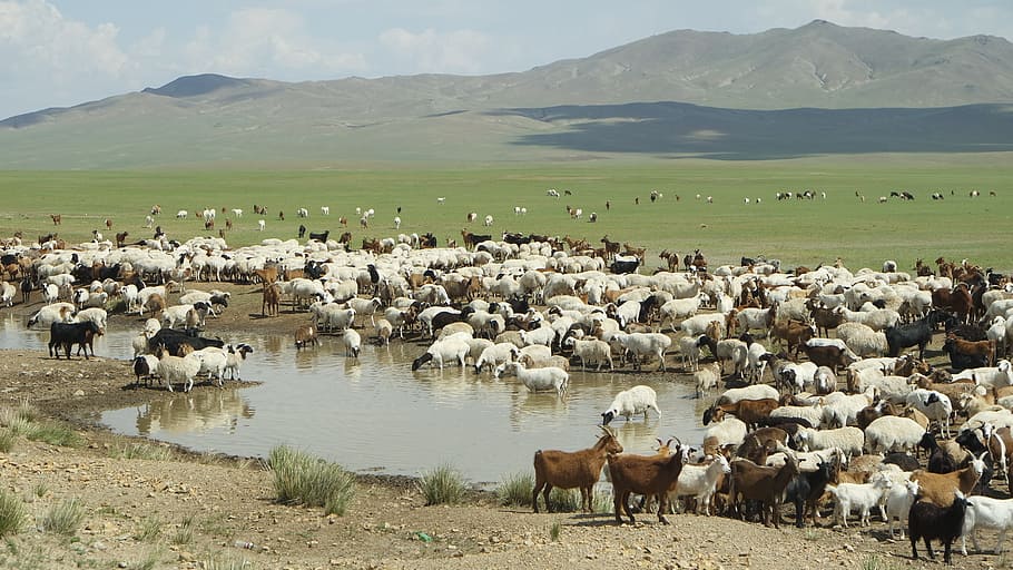mongolia, yangttae, nomadic, animal themes, mammal, domestic animals HD wallpaper